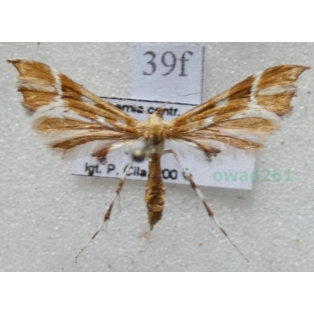 Cnaemidophorus rhododactyla (Denis & Schiffermüller, 1775) Czech39f